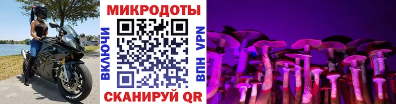 Псилоцибиновые грибы Psilocybe Будённовск